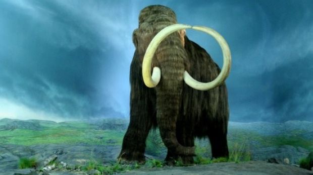 Scientists are hard at work trying to clone a woolly mammoth