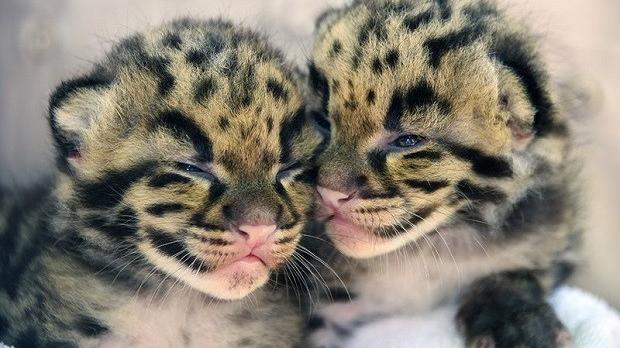 Clouded leopard cubs are super cute