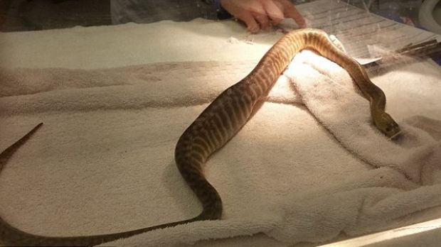 Pet python swallows BBQ tongs