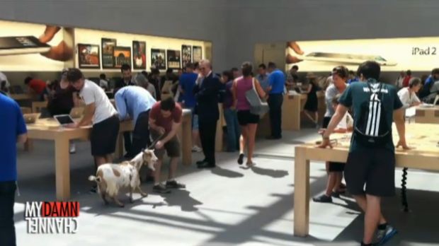 Mark brings in a pet goat at the Apple retail store
