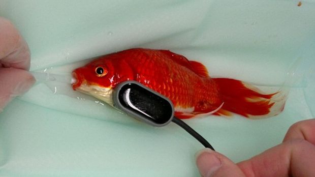 Vet in the UK operates on constipated goldfish