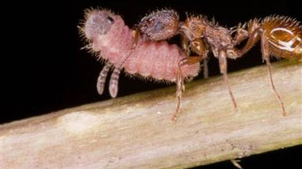 Ant worker carrying parasite caterpillar to the nest
