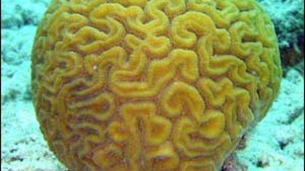 Brain coral (Diploria)