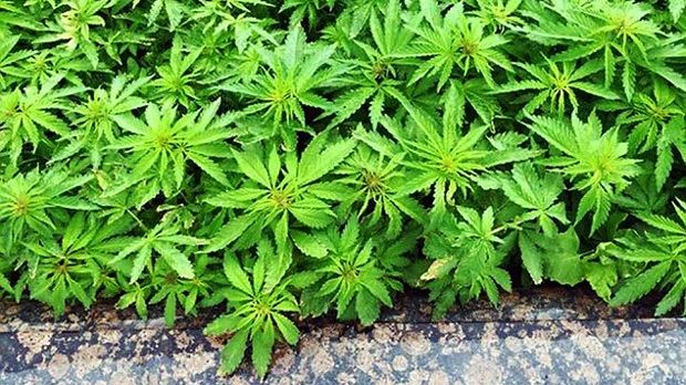 Authorities baffled when marijuana starts growing in city center