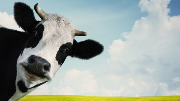 Weird beauty products contain cow dung