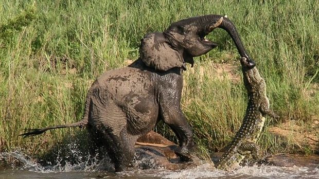 Stunning photos show a crocodile attacking an elephant