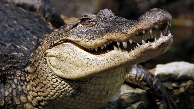 Some people believe feeding crocodiles can bring them good luck