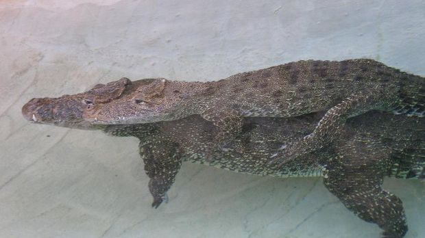 Male crocodile pictured giving his mate a piggyback ride