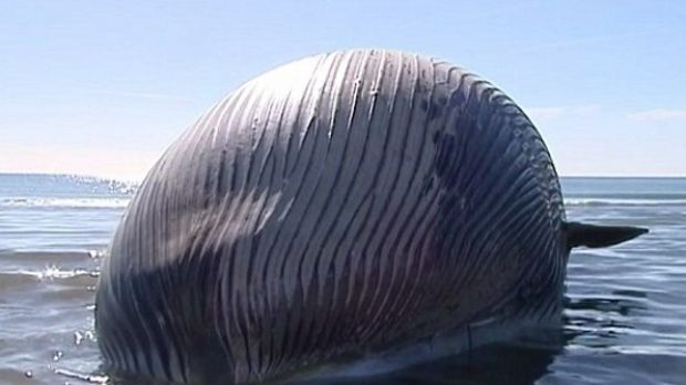 A bloated whale is now resting on a beach in France