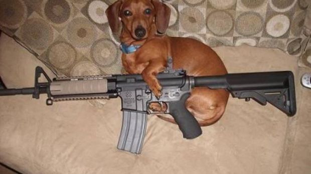 Dog accidentally shoots its owner