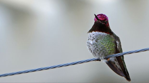 Hummingbirds Theme for Windows 7
