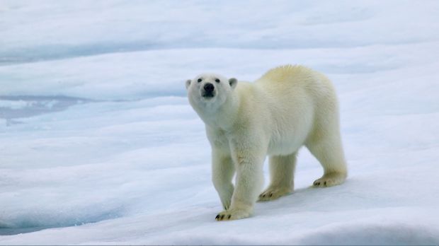 Polar Bears Theme for Windows 7