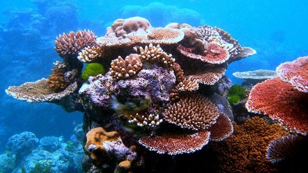 The Great Barrier Reef is home to thousands of species