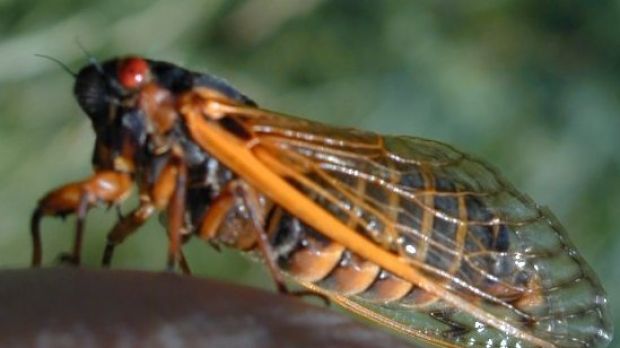 Adult cicada