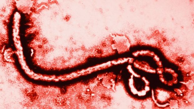 Researchers want to treat Ebola using blood and plasma from survivors