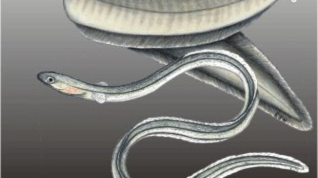 Eels The Oddest Migration For Sex