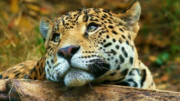 Leopards are gifted predators