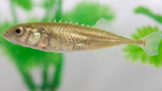 A picture of the nine-spined stickleback