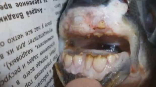 Fish caught in Russian waters has human-like teeth