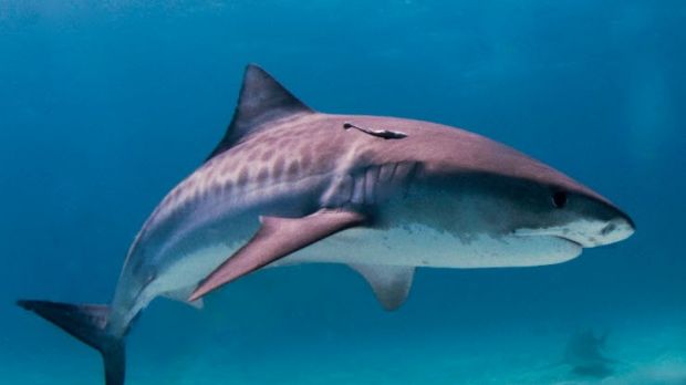 Tiger sharks are commonly found in tropical and temperate waters