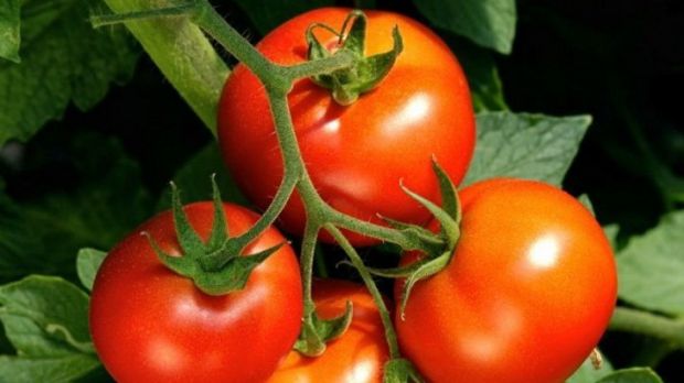 Ford announces plans to use tomatoes to make car parts
