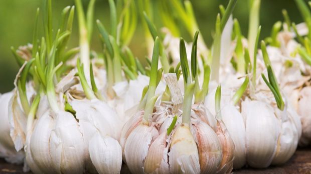 Almost everybody loves and adores garlic