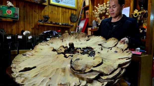 Enormous mushroom discovered in China
