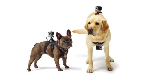 GoPro Fetch is a camera-enhanced harness