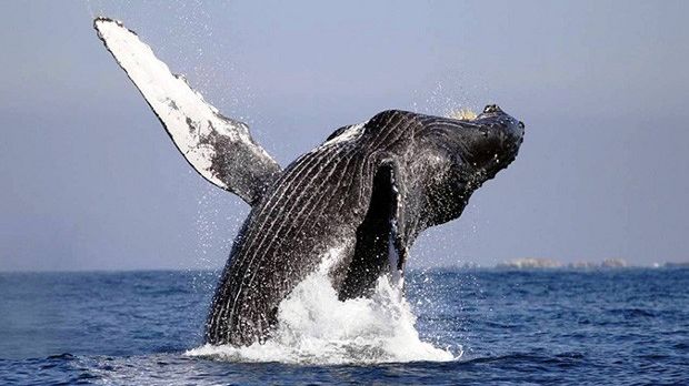 Gray whale sets new migration record