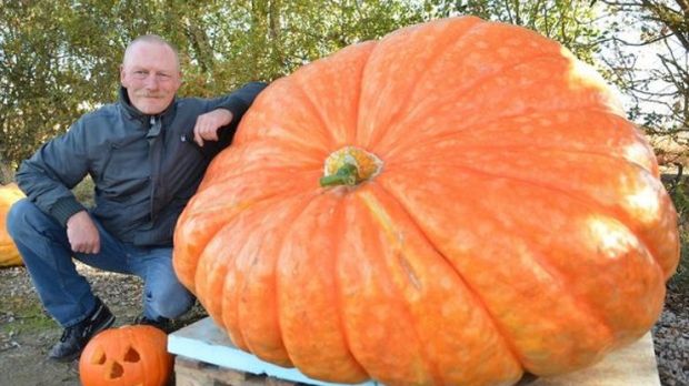 Halloween pumpkin weighs about as much as 5 baby elephants put together do