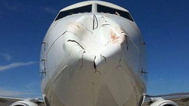 This plane hit a bird