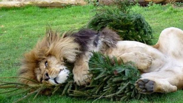 Photo shows lion hugging a Christmas tree