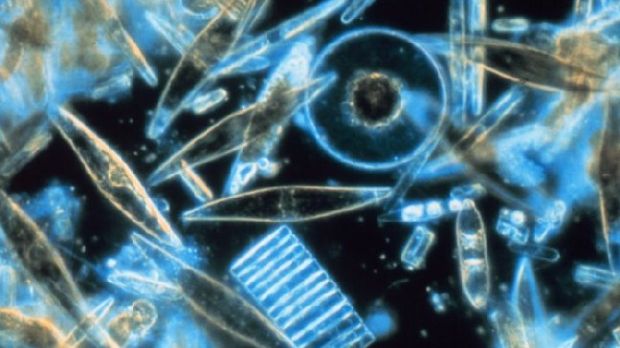 Ice diatom algae