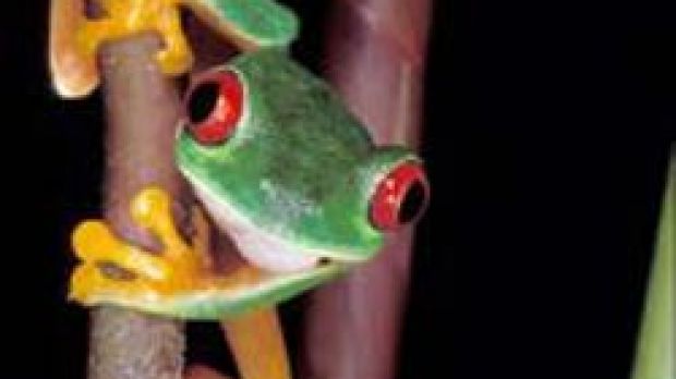 Red eyed tree frog (Agalychnis callydrias)