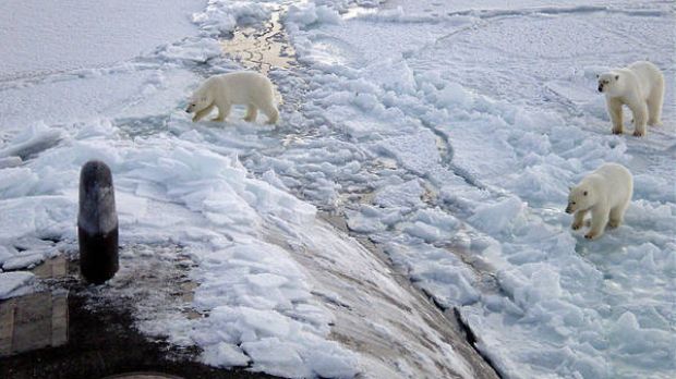 By 2050, polar bears may disappear from their natural habitats