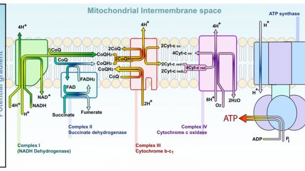 A diagram of the electron transport chain in the mitonchondrial intermembrane space