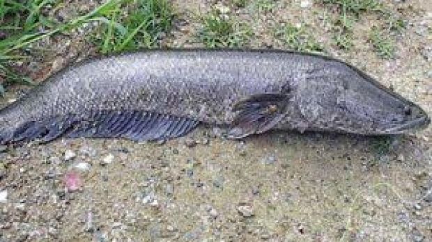Invasive Snakehead Fish Poses a Threat to the Local Fishes in US