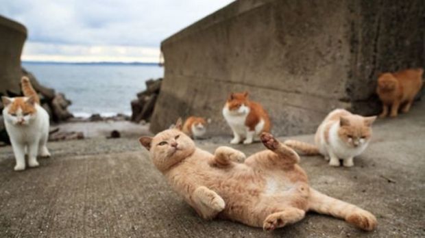 Japanese island is almost entirely populated by cats
