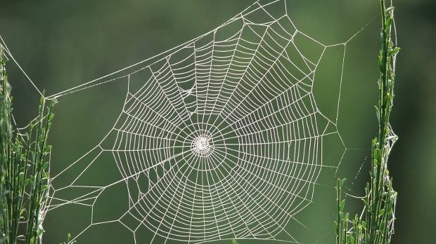 Spiders sometimes use silk threads to travel