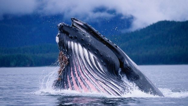 Japan should stop killing whales once and for all
