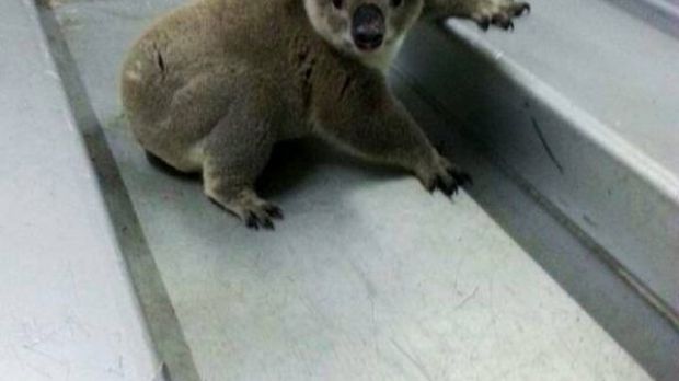 This past weekend, a koala was taken into police custody in Australia