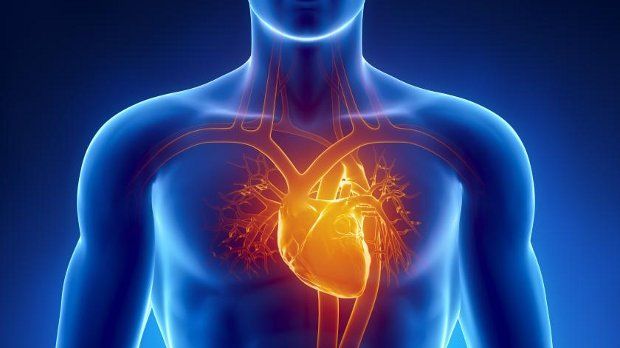 Lab-grown minuature hearts could transform medicine