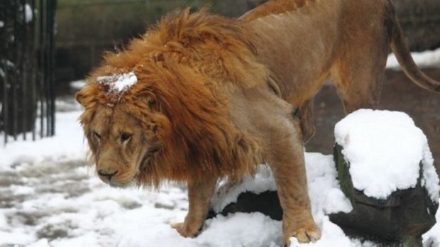 A lion is hit with a snowball at Hangzhou Zoo, in China