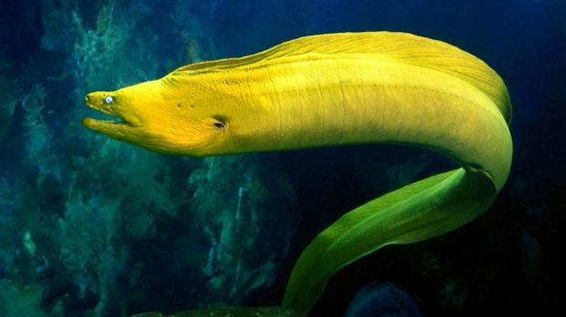 Teenager nearly dies after an eel gets stuck in his throat