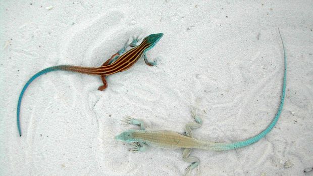Lizard species that exhibit rapid adaptation to White Sands, New Mexico