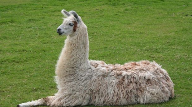 Researchers say llamas might hold the key to life-saving HIV vaccine