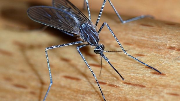 Mosquitos are the main carriers of malaria, especially in areas with a warm and humid climate