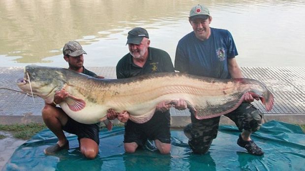 Record catfish caught in Spain