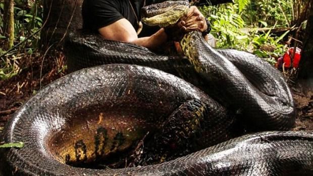Eaten Alive promised to show us a man being consumed by an anaconda