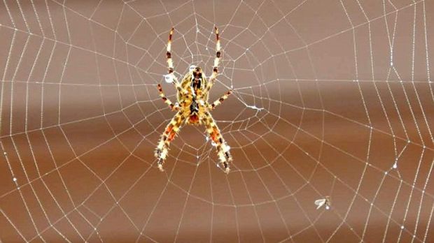 Pensioner finds massive spider web spread across his driveway